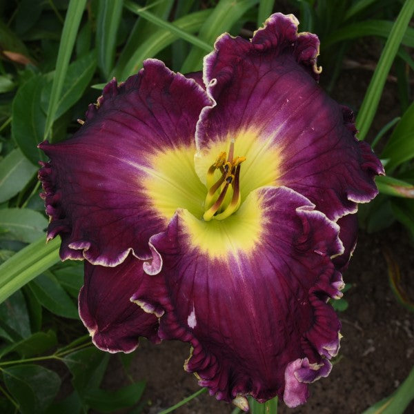Grape Sensation is an early grape purple self daylily from Sterrett Gardens with chartreuse GT