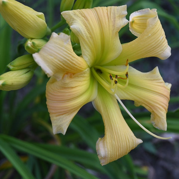 Greywoods River Dancer is an early midseason creamy yellow brushed pink polychrome daylily from Sterrett Gardens