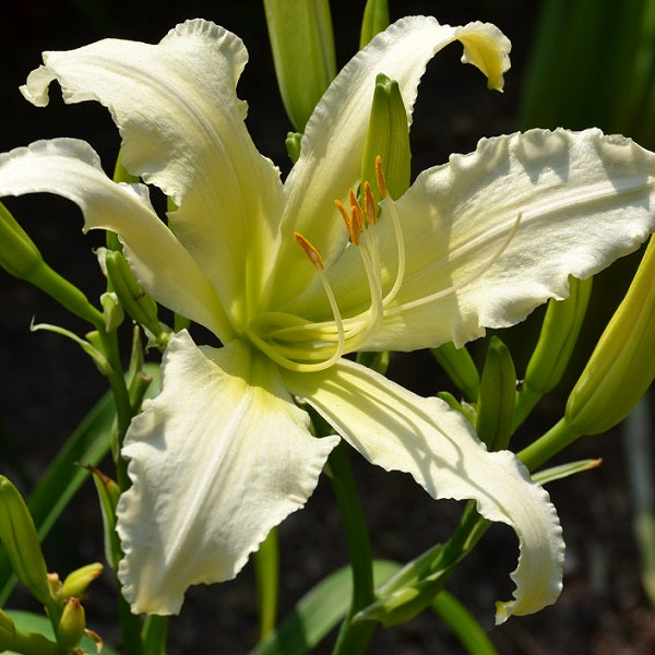 Heavenly Angel Ice is a mid-late white self daylily from Sterrett Gardens with green yellow throat, Stout Award 2013