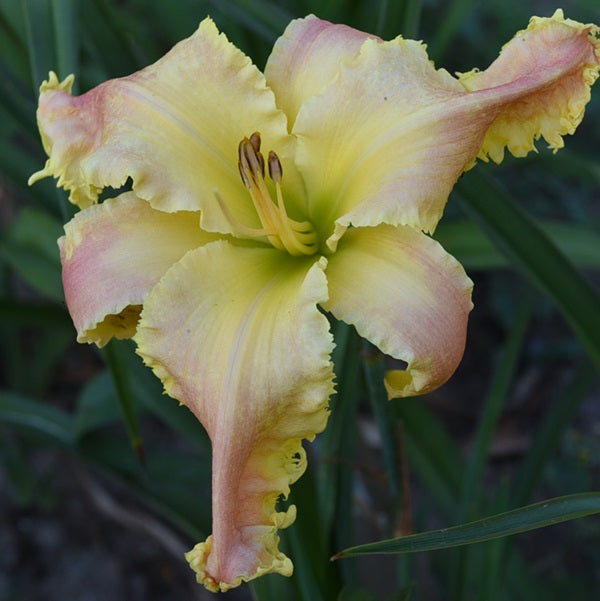 Heavenly New Frontiers is a mid-late pink daylily from Sterrett Gardens with lighter watermark, gold toothy edge, GT, unusual form(Crispate) and is pentaploid (5x), HM2019
