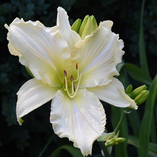 Heavenly Snow Bird is a midseason white self daylily from Sterrett Gardens with GT and fragrant
