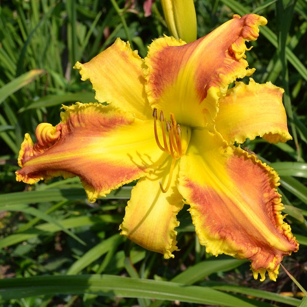Heman is a mid-lat gornage red blended bitone daylily from Sterrett Gardens with large gold yellow tooth edge, yellow GT, UF(Cascade)