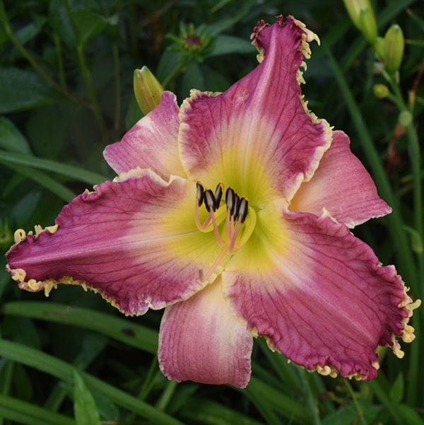 I am Woman is a mid-late hot pink daylily from Sterrett Gardens with toothy gold edge and yellow green eye