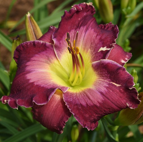Isle of Patmos is a midseason reddish purple daylily from Sterrett Gardens with silvery watermark and edge, yellow GT