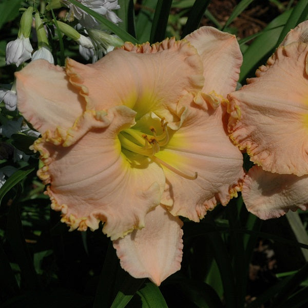 Jacqueline Kennedy Onassis is a early pink daylily from Sterrett gardens with gold edge above GT