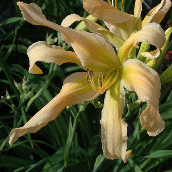 Jan's Twister is a peach self daylily from Sterrett Gardens that is an unusual form (crispate), GT, EV