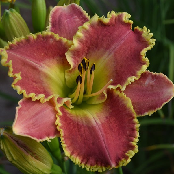 Je Suis Charlie is a bright cerise red daylily from Sterrett Gardens with a bold watermark, SEV
