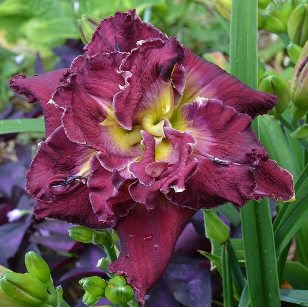 Joan Jackson is an eggplant to violet purple daylily from Sterrett Gardens that has a white edge, yellow GT, Db (99%), EV