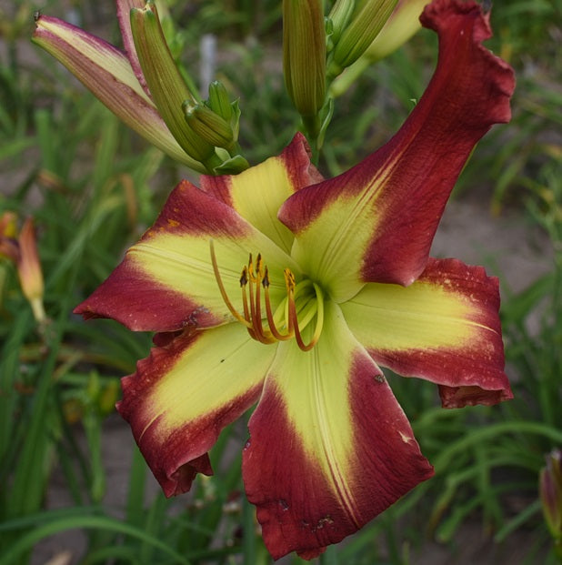 Joe Burrow is a brilliant red daylily from Sterrett Gardens with an extended yellow throat, bud builder, DOR