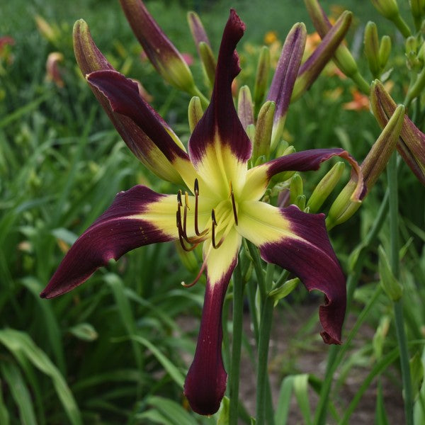 Jumping Jack Flash is a dark purple self daylily from Sterrett Gardens with a GT, unusual form (Spatulate), EV
