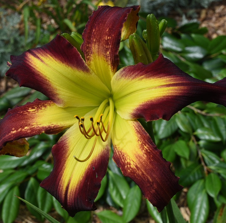 Key Lime Pirate is a blood red daylily from Sterrett Gardens with large chartreuse GT, unusual form (Cascade), EV