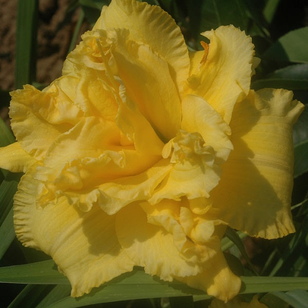 King Kahuna is a medium yellow self daylily from Sterrett Gardens that is double,, SEV