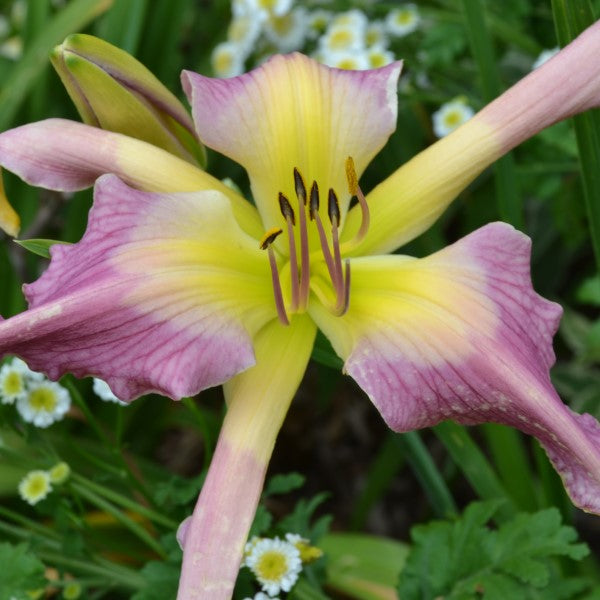 Lady Ha, Ha is a lavender daylily from Sterrett Gardens with a light watermark, yellow GT, unusual form (Crispate), quilled sepals, SEV
