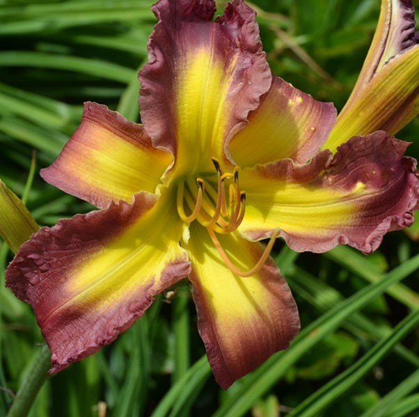 Larry's Candy Stripe Swizzle id an early, ruffled wine daylily from Sterrett Gardens with large GT, unusual form(Spatulate)