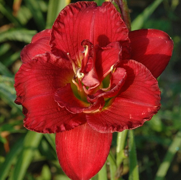 Lasting Look is a mid-late rose red daylily from Sterrett Gardens