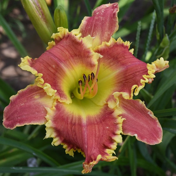 Later Satyr is a late deep pink daylily from Sterrett Gardens with light yellow toothy edge