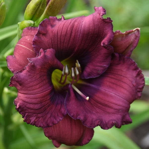 Lavender Blue Baby is a early midseason lavender blue daylily from Sterrett Gardens withlavender blue eye, GT, fragrant, Stout 2007