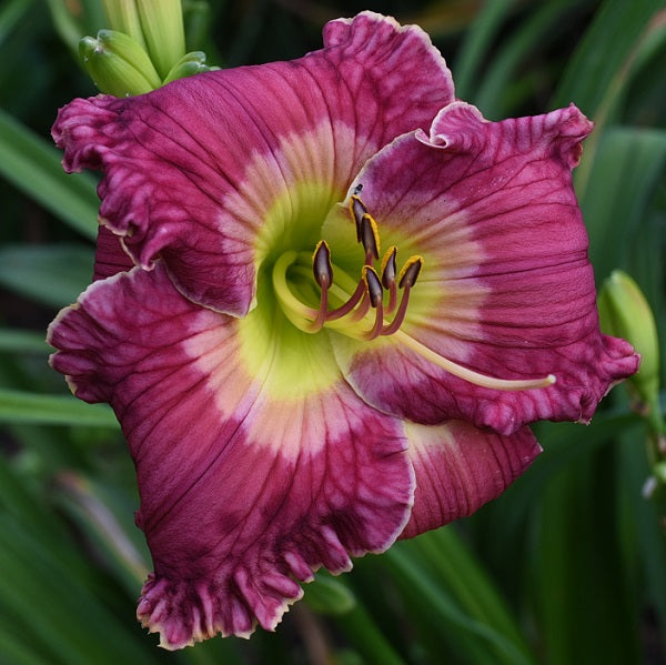 Lily's Christmas Slippers is an early pink daylily from Sterrett Gardens with ivory edge, green eye