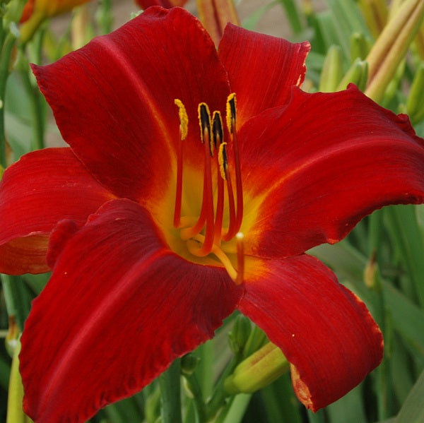 Mallard is a midseason red self daylily from Sterrett Gardens
