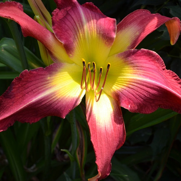Mama Drama is an early midseason dark raspberry red daylily from Sterrett Gardens with qrose watermark and wide cream yellow to GT