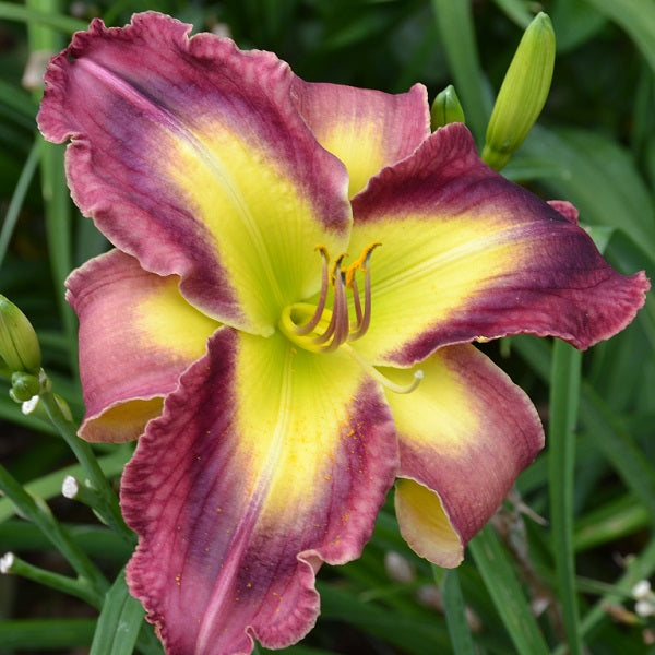 Mama Knows Best is an early midseason magenta daylily from Sterrett Gardens with dark violet plum eye and very large throat