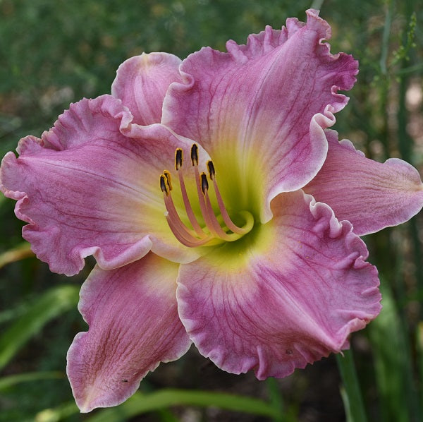 Maureen Strong is a mid-late ruffled bright lavender mauve daylily from Sterrett Gardens with large GT