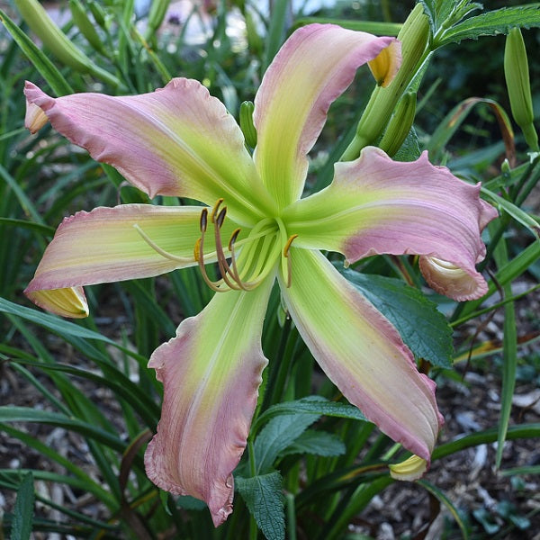 Mr and Mrs Bubbs is a midseason pink daylily from Sterrett Gardens with extra large GT, unusual form (Cascade), HM 2021
