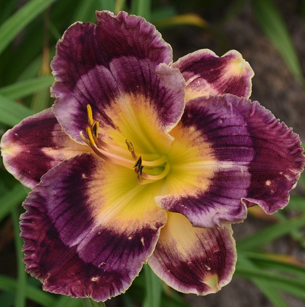 Multitudes of Mercies is an early midseason purple to brown daylily from Sterrett Gardens with mostly pale orchid veining watermark