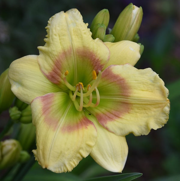 Munchkin Cabbage is an early, small yellow daylily from Sterrett Gardens with rose eye, GT