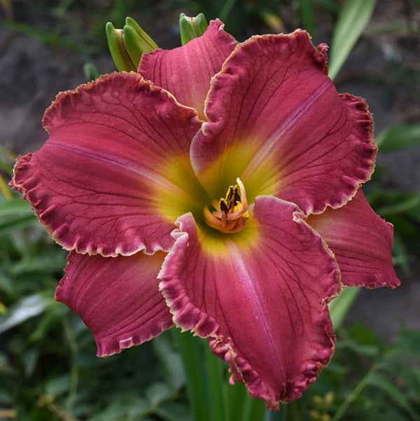 Naughty By Nature is a midseason rose daylily from Sterrett Gardens with yellow GT, ruffled edge and tiny teeth
