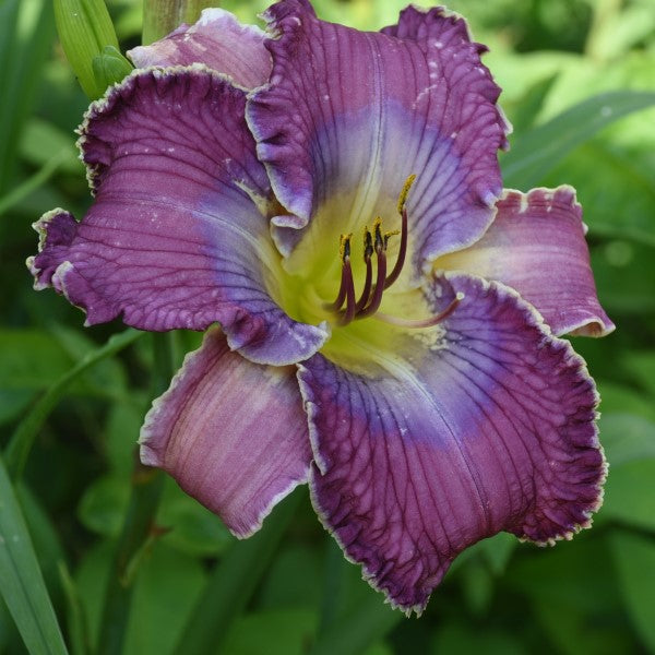 Nellie Rarick Memorial is an early midseason amethyst orchid daylily from Sterrett Gardens with patterned blue, lavender and violet watermark eye including a variable flying dove pattern, ivory stripe bisects eyeand saw tooth petal edges