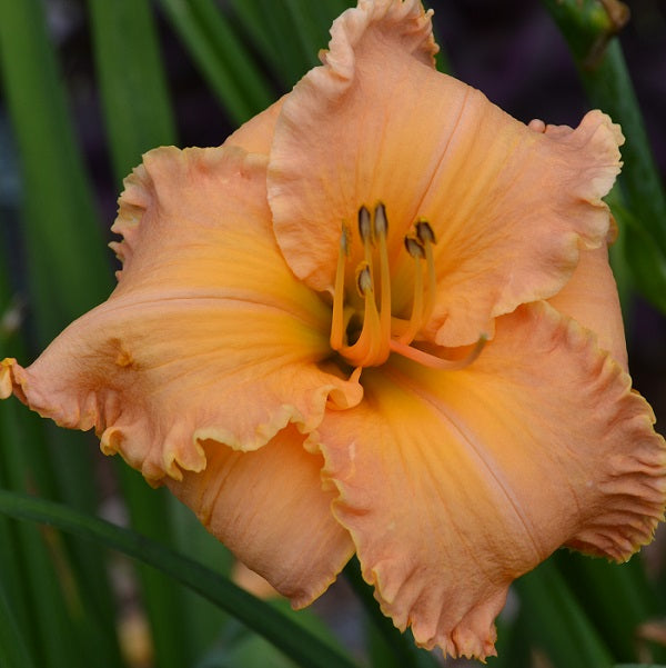 Oh What a Beautiful Morning is a midseasonpeach self daylily from Sterrett Gardens