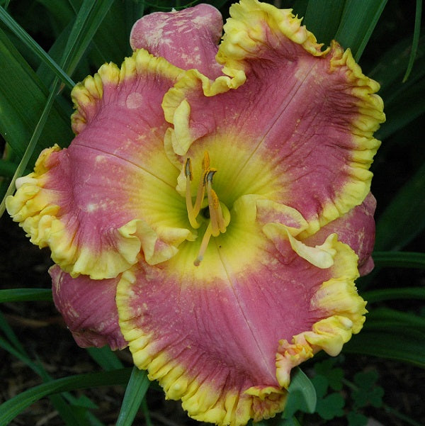 Orchids and Gold is an early midseason lavender plum daylily from Sterrett Gardens with huge yellow ruffled edge and throat