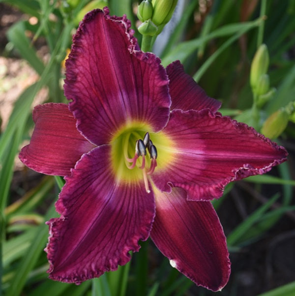 Our Friend Elaine is a midseason dark magenta red daylily from Sterrett Gardens with large clear GT