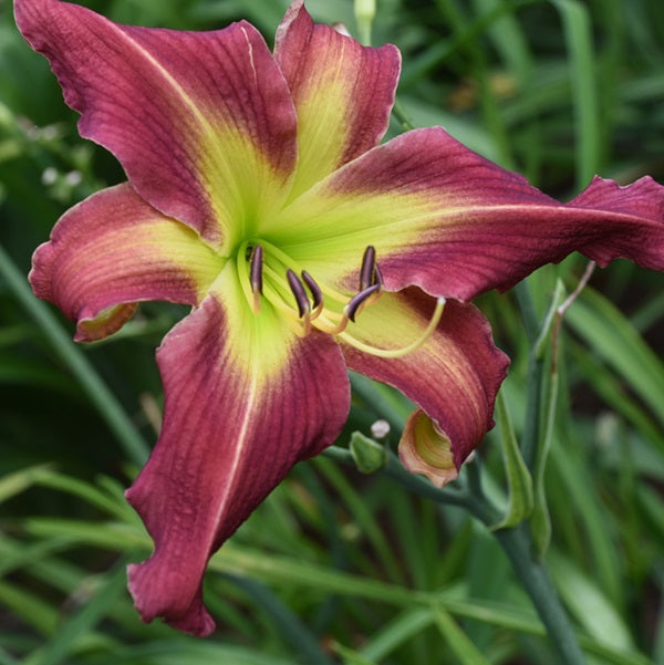 Oz's Tin Man is a midseason purple and green daylily from Sterrett Gardens with emerald GT