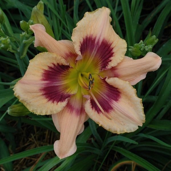 Paper Butterfly is an early cream peach blueviole blend daylily from Sterrett Gardens with blue violet eye, GT, Lenington 1998