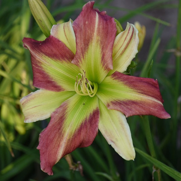 party Poly is an early, rose red daylily from Sterrett Gardens with with darker eye and large yellow GT, polymerous (90%)