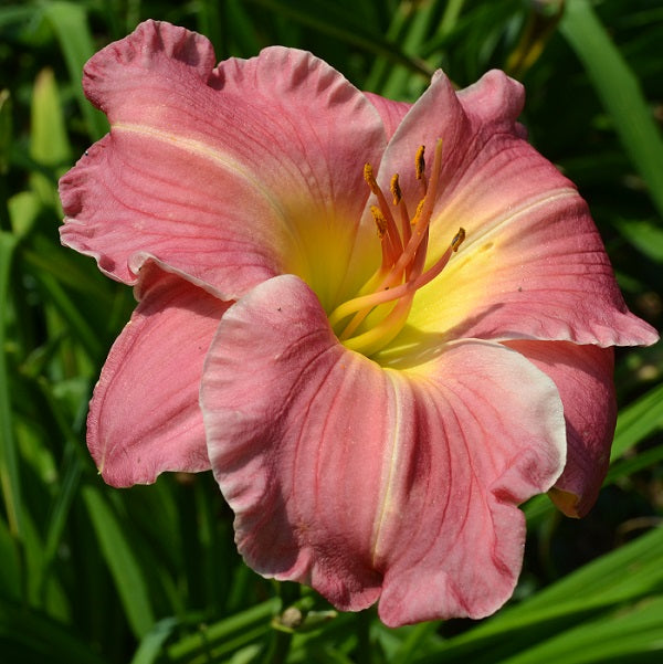 perfect Pose is an early slightly ruffled coral pink daylily from Sterrett Gardens with white midribs