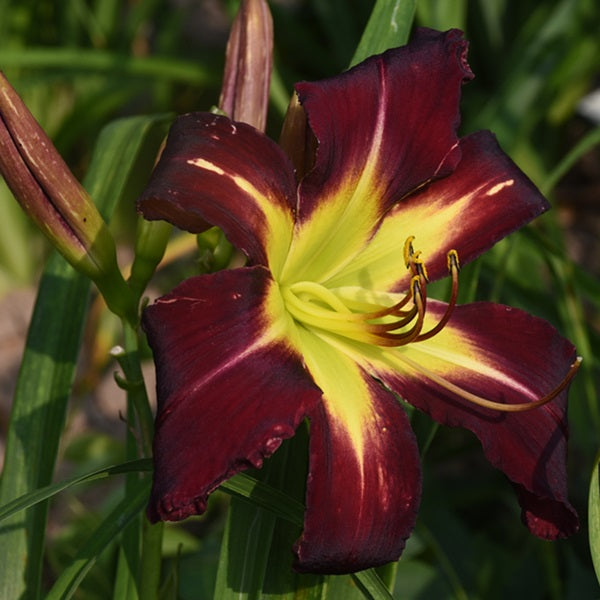 Pitch Black Dragon is a midseason dark black purple daylily from Sterrett Gardens with GT, unusual form(Cascade)