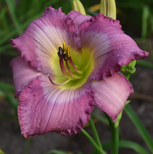 Polynesian Voyager is a mid-late lavender blend daylily from Sterrett Gardens