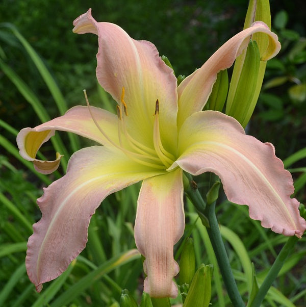 Porky Pig is a midseason lavender ping daylily from Sterrett Gardens with Gt, unusual form (Cascade), fragrant