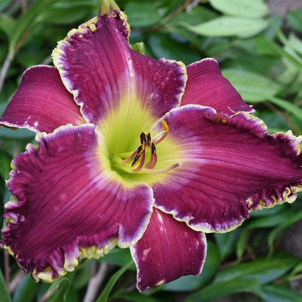 Prince of Camelot is a mid-late purple daylily from Sterrett Gardens with watermark, ruffled cream edge