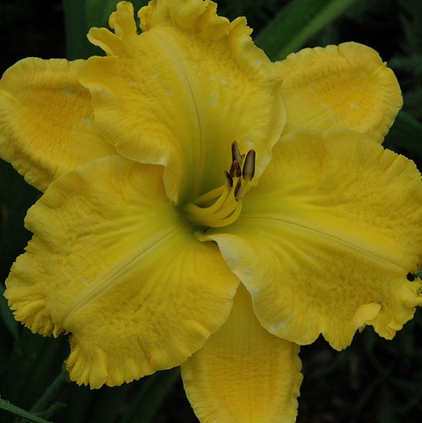 Ram is a yellow self daylily from Sterrett Gardens with a white edge, GT, SEV