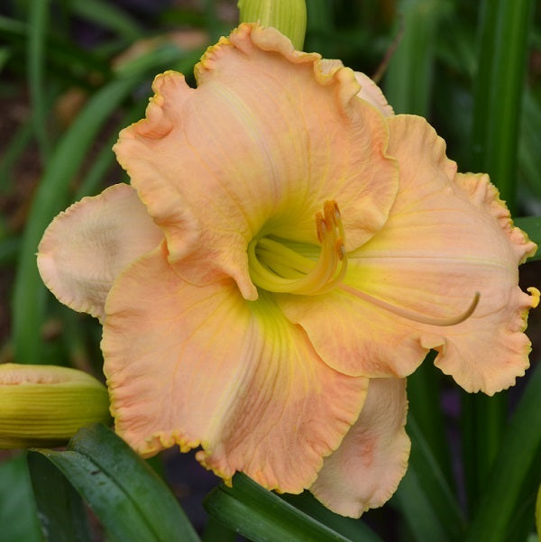 Redemption Center is an ivory pearl daylily from Sterrett Gardens with GT, sculpted and pleated