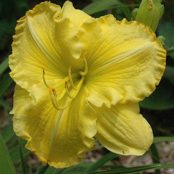 Regal Yellow is a lemon yellow self daylily from Sterrett Gardens with a GT