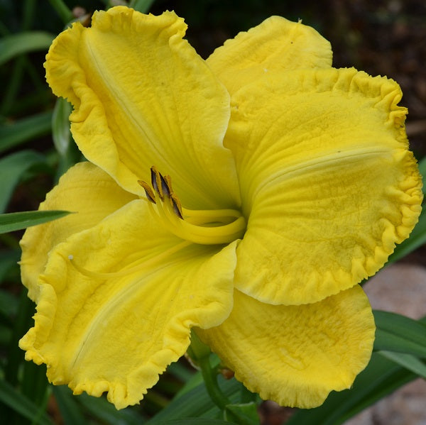 Rich and Rikki's Sunbeam is a sunshine yellow daylily from Sterrett Gardens with creamy white midribs, ruffled edge