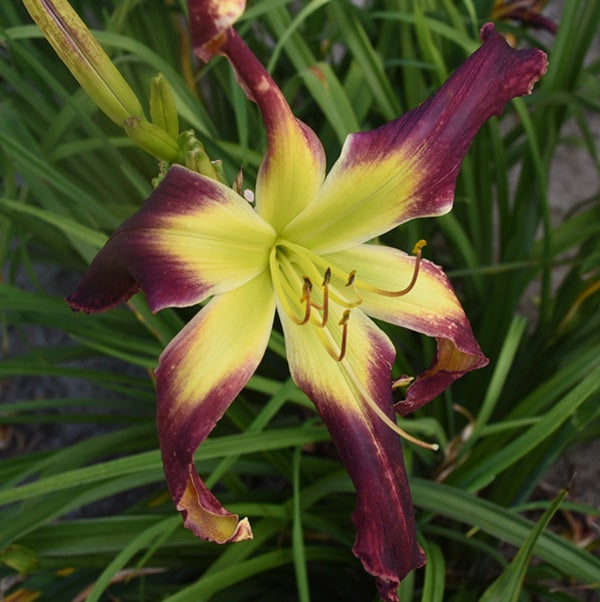 Roaring Fire is a burgandy red daylily from Sterrett Gardens with a GT extending into an ivory eye, UF(Crispate) and F