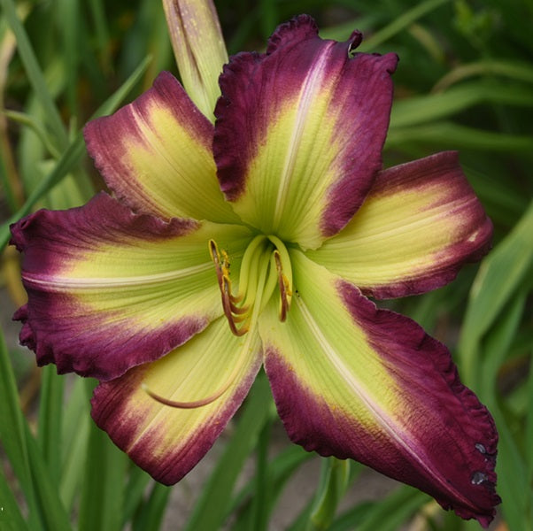 Rose F. Kennedy is a green daylily from Sterrett Gardens with a wide purple picotee edge, GT