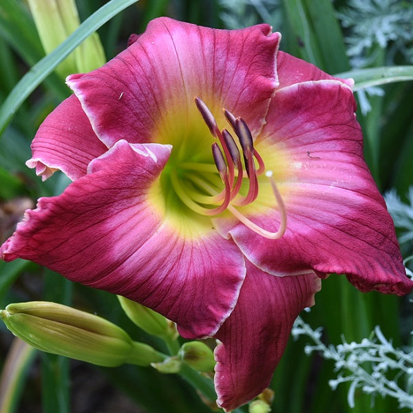 Rosy Complexion is a mideason clear rose daylily from Sterrett Gardens with pink watermark