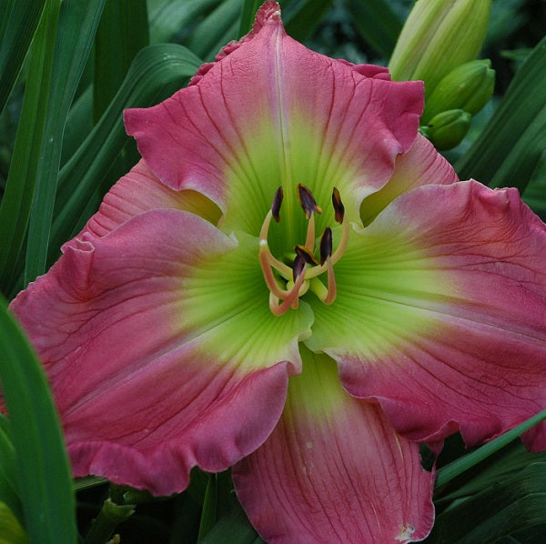 Royal Pink Twist